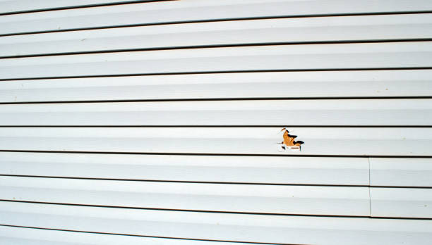 Best Engineered Wood Siding  in Ransomville, NY